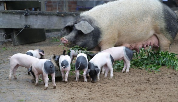 'Baby Boom' At Zoo Cologne - Eight Very Rare Swabian-Hall Swine Born