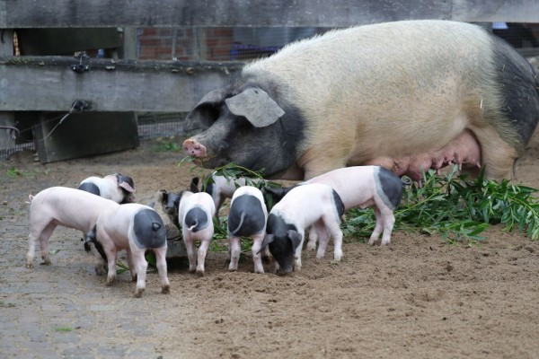 'Baby Boom' at Cologne Zoo - eight very rare Swabian indoor pigs were born