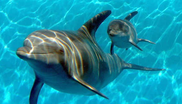 Dolphin Gives Birth At Six Flags Animal Discovery Park