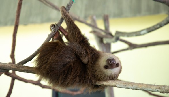 Real life Sloth