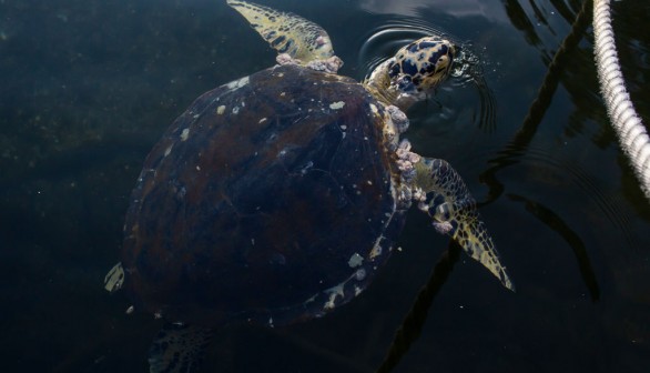Sea Turtles Are Seen in the Guanabara Bay Amidst the Coronavirus (COVID - 19) Pandemic