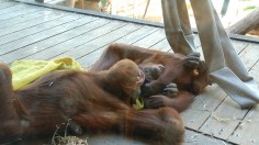 Playing Orangutans