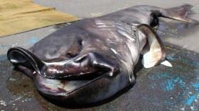 megamouth shark