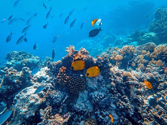 Coral reef fishes