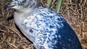 Rare piebald penguin