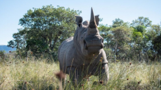 Igor the Rhino