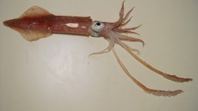 Longfin inshore squid