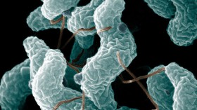 Campylobacter