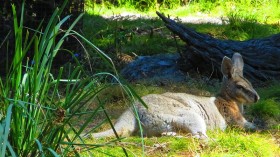 Bridled Nailtail Wallaby 