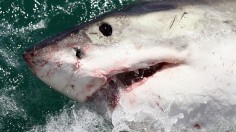Cage Diving With Great White Sharks In South Africa
