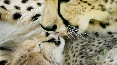 National Zoo Presents New Litter Of Cheetah Cubs