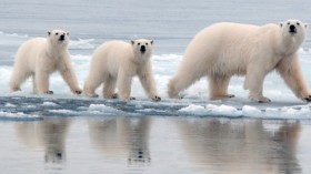 polar bears