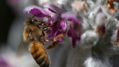 A honeybee pollinates a flower