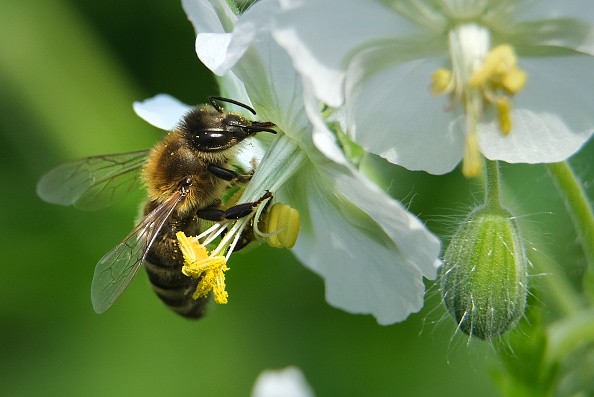 A honeybee pollinates a flower