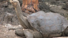 Lonesome George