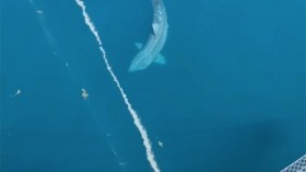 Basking Shark