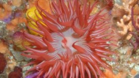 sea anemone