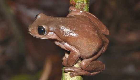 Adorable New Chocolate Frog Species Discovered, But You Definitely Shouldn't Eat It