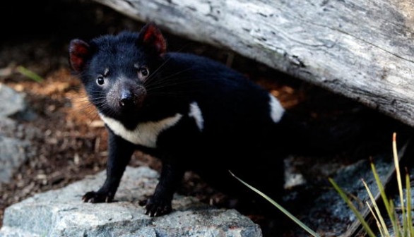 Tasmanian Devil