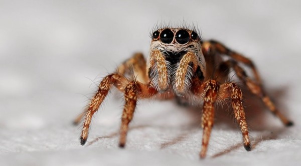 La mordedura de araña viuda falsa potencialmente mortal puede llevar a la hospitalización