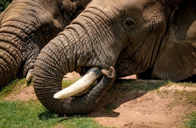Elephant Trunk