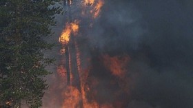 Sequoia Burning