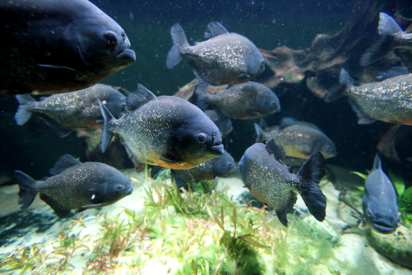 Piranhas from  River draw crowd at Belle Isle Aquarium