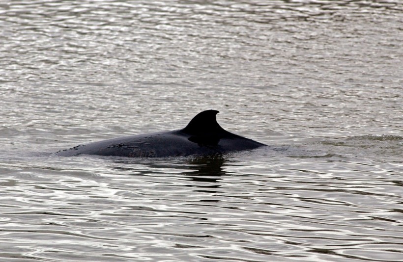 Young Minke Whale Gets Lost In Brooklyn Canal