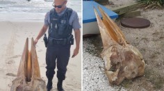 Gigantic Skull Washed Up on Jersey Shore, Experts Identify the Mysterious Creature