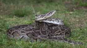 Hunters Gather In Florida Everglades To Capture Pythons In 