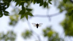 Brood X Cicadas Emerge After 17 Years Underground