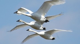 Migratory Birds, Trumpeter Swans