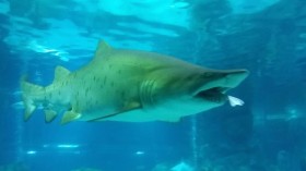 Female Shark Eats Male Shark At Aquarium In Seoul