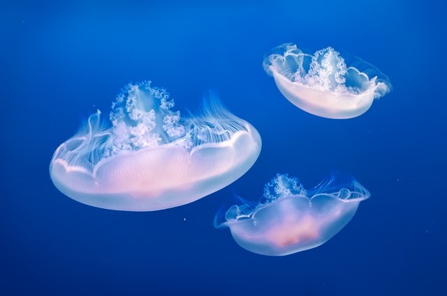 Jelly fish - Salps might look like a jellyfish