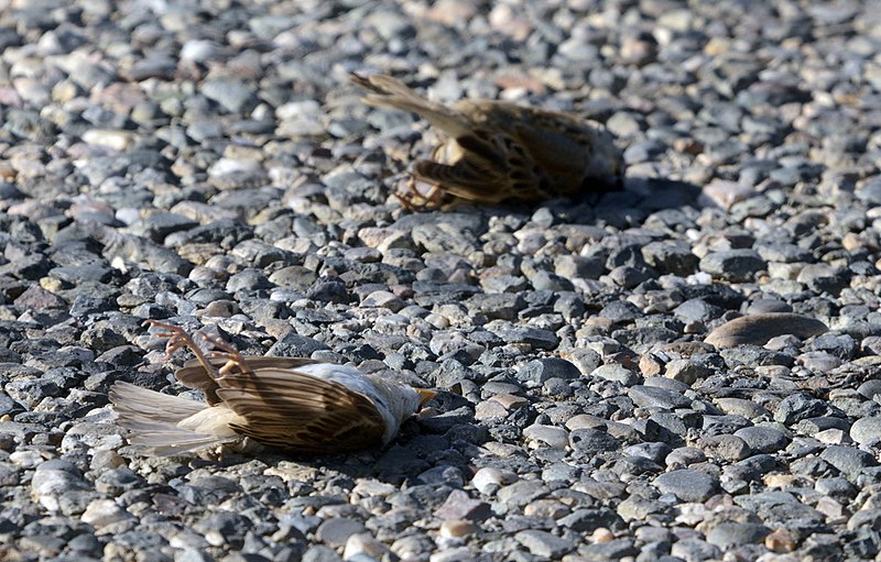 Scientists Still Scratching Their Heads at Mysterious Illness Killing Birds All Over US