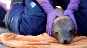 California Sea Lions Face Soaring Cancer Rates From DDT Dumping Decades Before