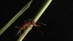 Harpegnathos saltator working ant