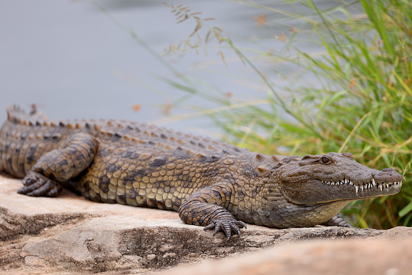 Woman In Coma Fighting For Life After Dangerous Encounter With Crocodile In Mexico Nature World News