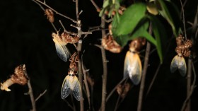 Brood X Cicadas Emerge After 17 Years Underground