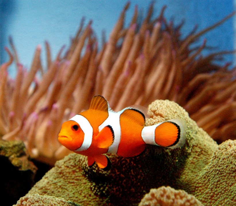 Finding Nemo Movie Causes Surge In Sales Of Clownfish