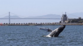 Humpback Whale In Alameda Lagoon Causes Concern Over Its Health