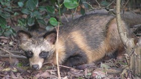 Tanuki the Raccoon Dog