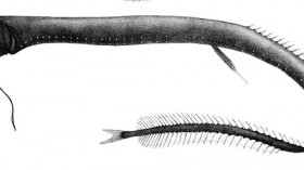 Idiacanthus atlanticus