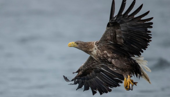 White-Tailed Eagles Monitored Ahead Of UK Reintroduction