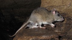 Allegheny woodrat