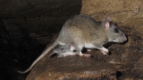 Allegheny woodrat