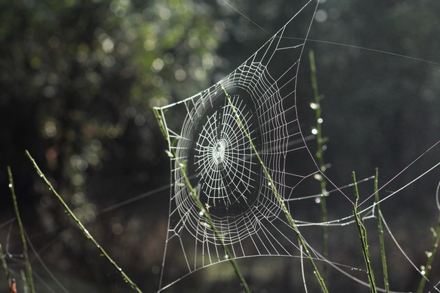 They look like waves': spider webs blanket Gippsland after Victorian floods, Australia weather