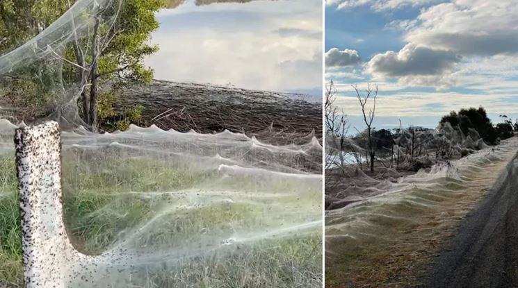 Australian town covered in massive spider webs, freaky video goes viral -  Watch, viral News