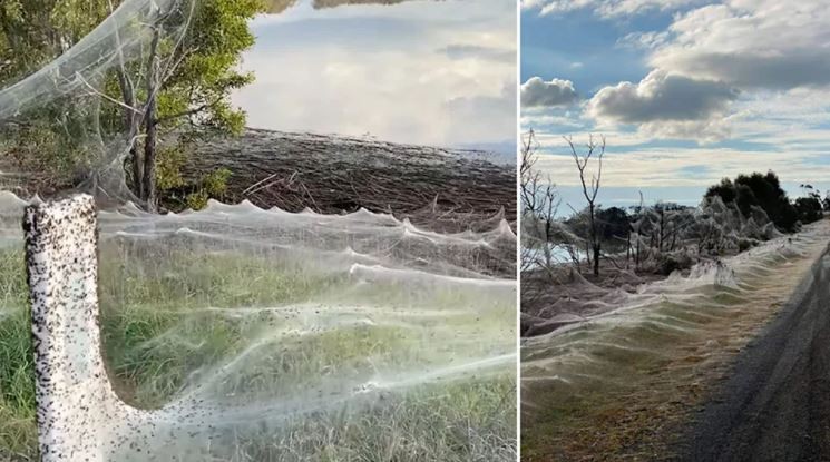 'Terrifying': Massive Spiderwebs Cover Entire Region in Australia After Floods