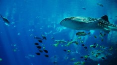 whale shark